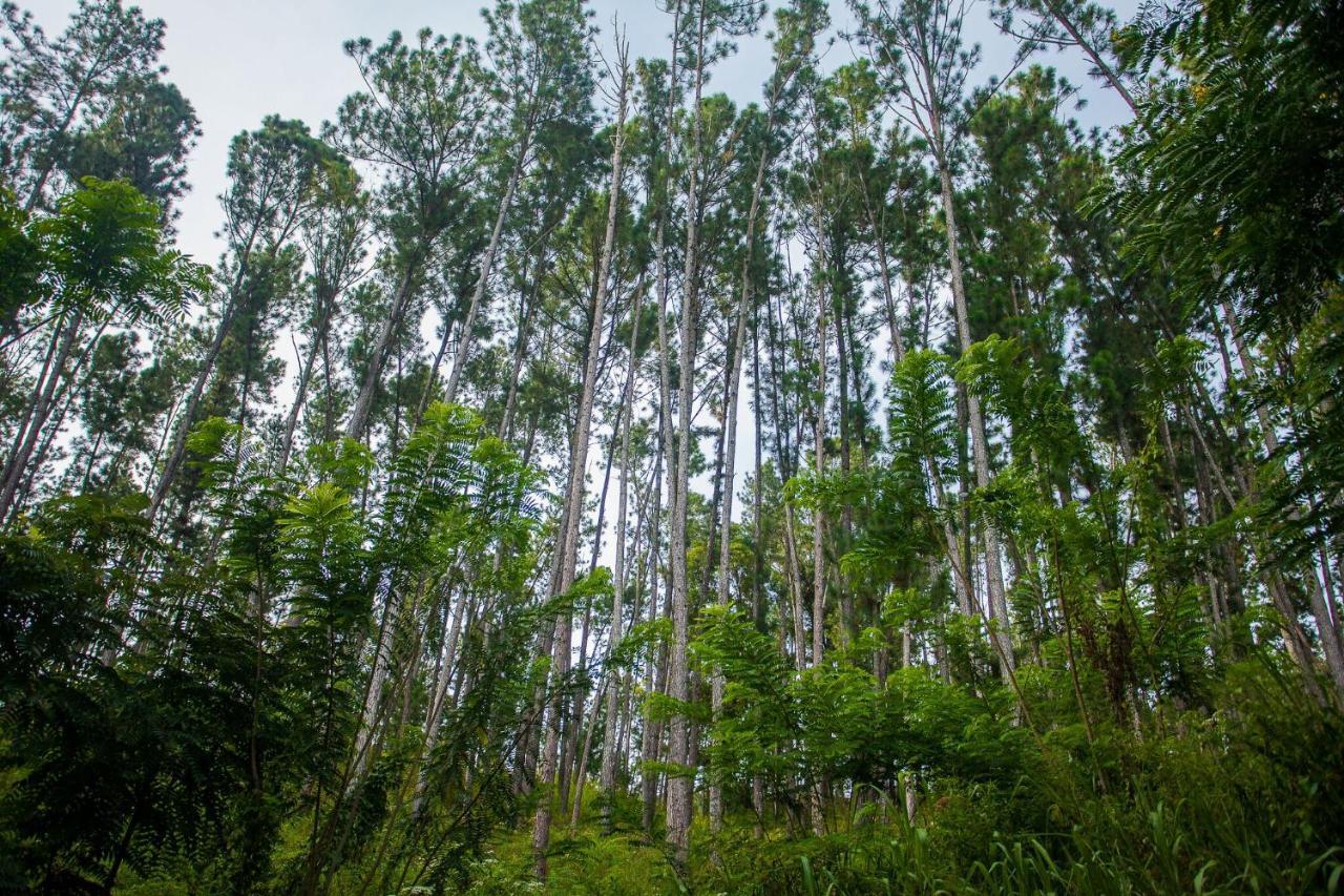Ella Forest Paradise Hotel Экстерьер фото